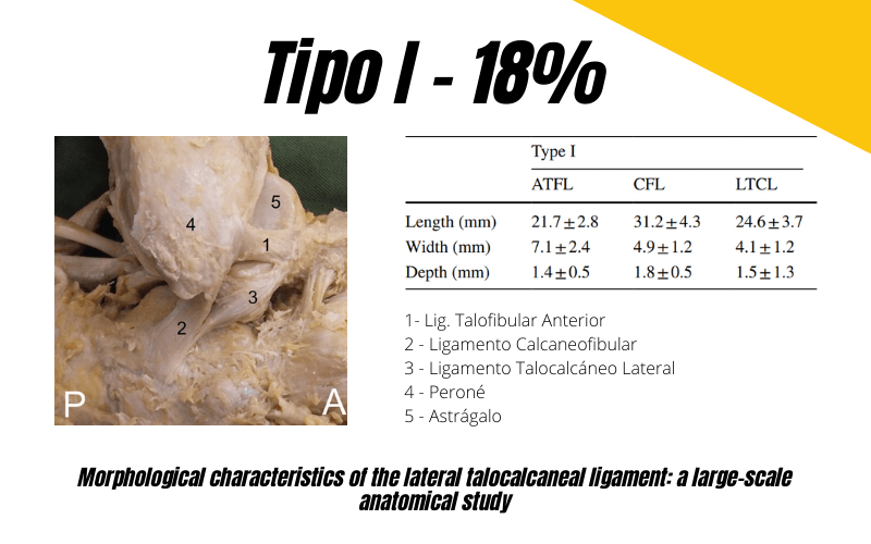 1. Ligamento talocalcaneo lateral Ecografia tempo formacion.png